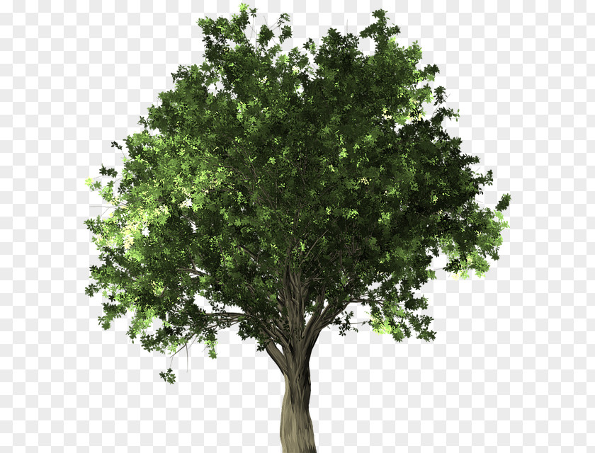 Baik Graphic Stock Photography Stock.xchng Tree Royalty-free Image PNG