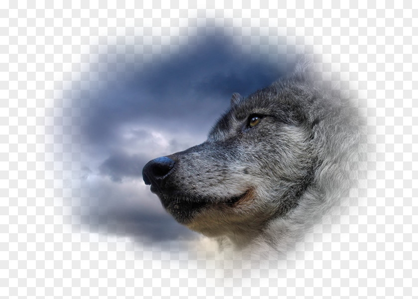 Dog Horse Arctic Wolf Desktop Wallpaper Black PNG
