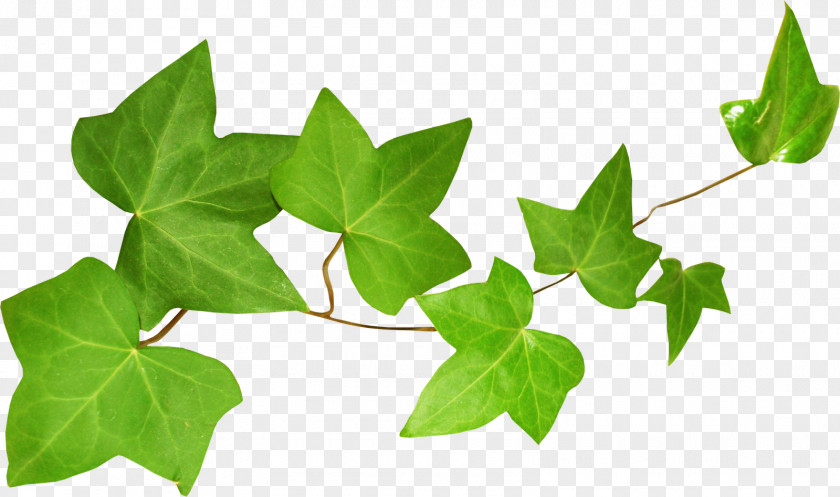 Leaf Ivy Екстракт листя плюща Plant Stem PNG