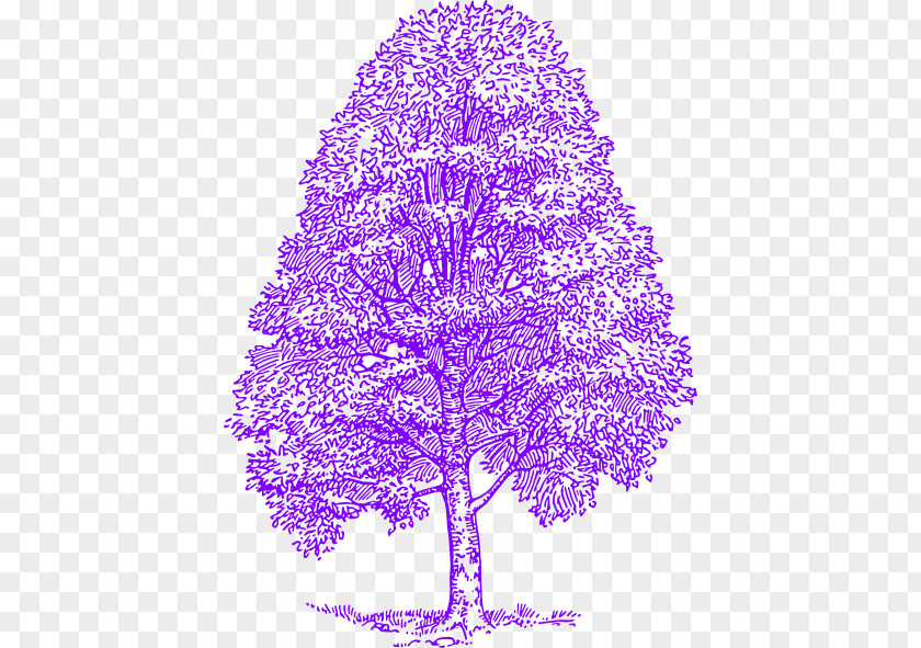 Purple Maple Tree Clip Art Vector Graphics Drawing Cedrus Libani PNG
