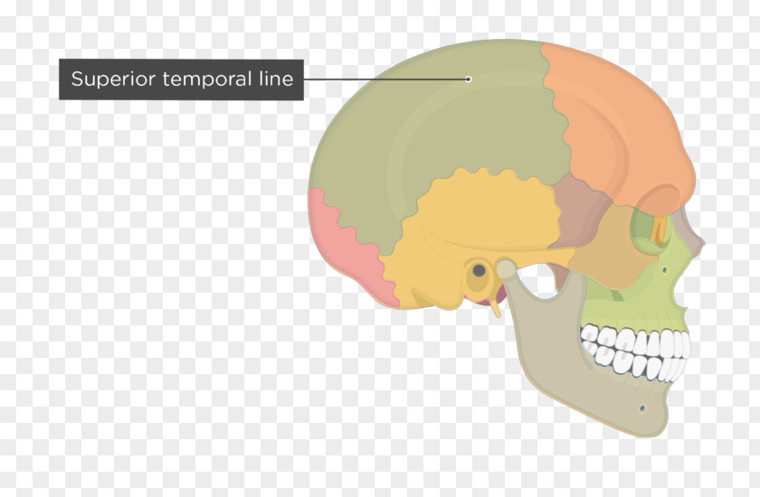 Skull Temporal Line Parietal Bone Zygomatic PNG