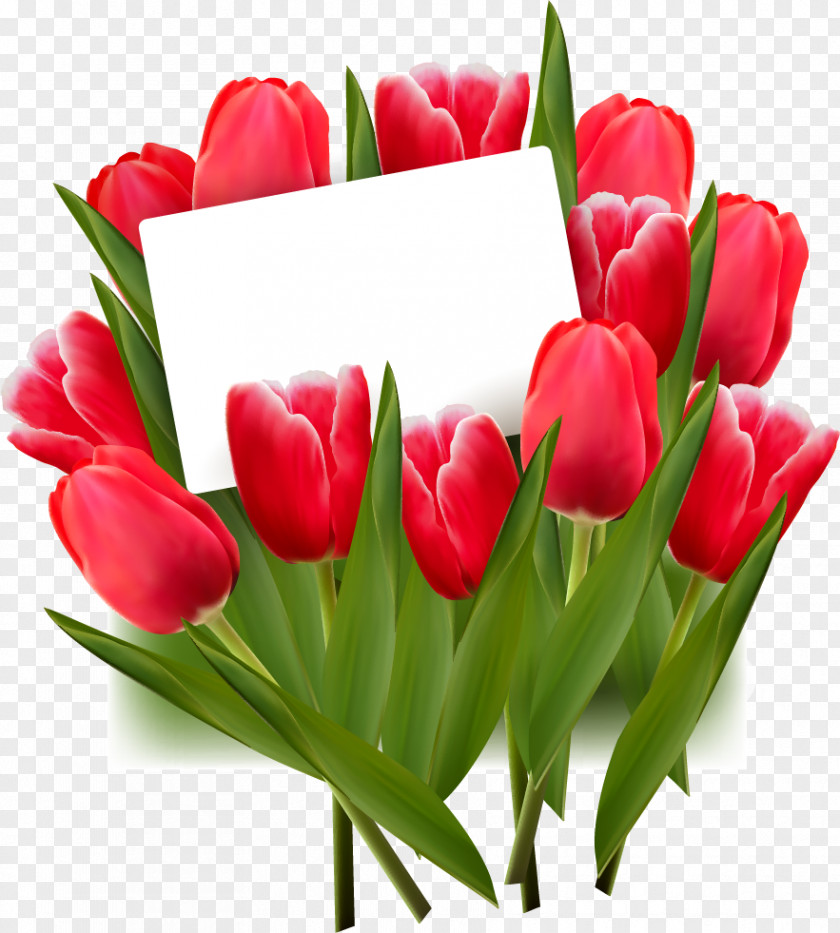 Womensday Tulip Flower Red Clip Art PNG