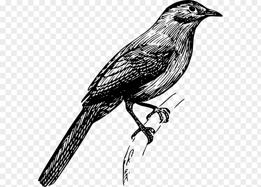 Bird Finches Drawing Clip Art PNG