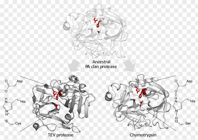 Catalytic Triad Serine Protease Catalysis TEV PNG