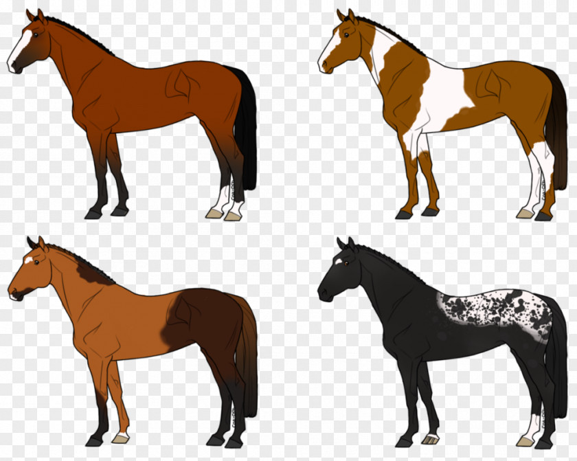 Chestnut Appaloosa Mustang Foal Mare Stallion Bridle PNG