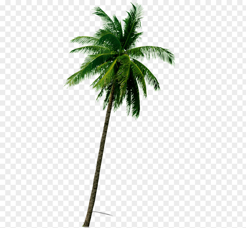 Tropical Coconut Trees PNG coconut trees clipart PNG