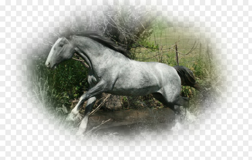 Arabian Horse American Quarter Appaloosa Shire Lipizzan PNG