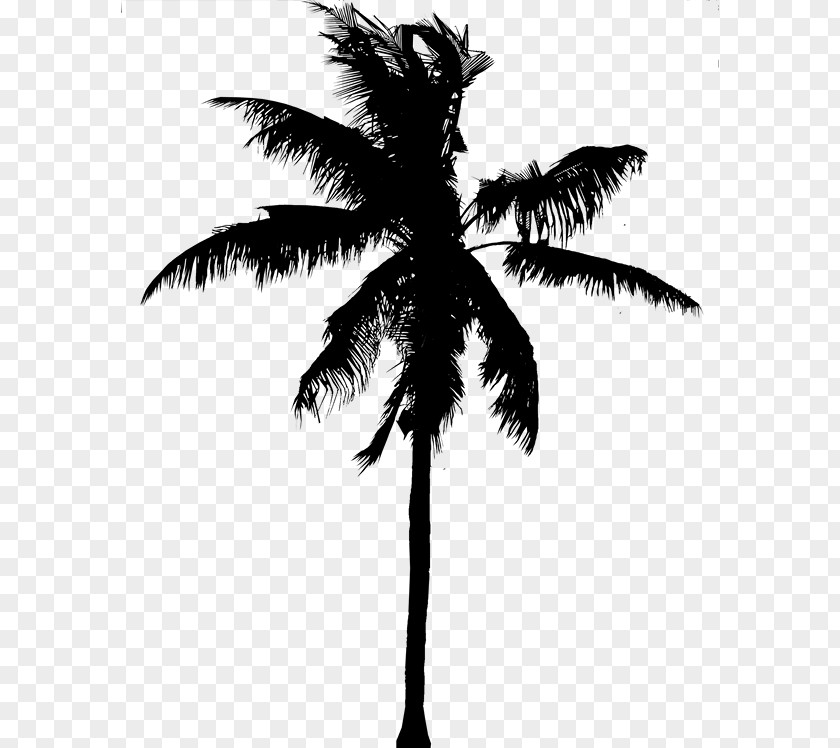 Asian Palmyra Palm Coconut Date Silhouette Black PNG