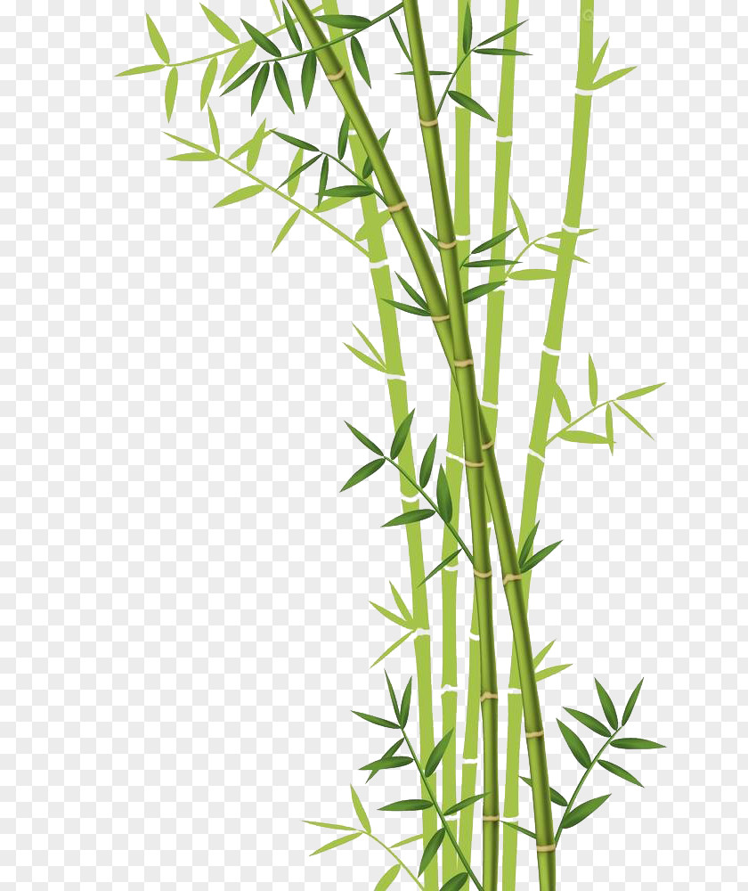 Bamboo Download Forest Euclidean Vector Stock Photography PNG