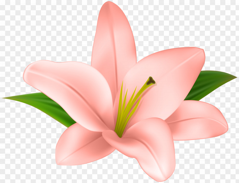 Lilly Flower Transparent Clip Art Lilium PNG