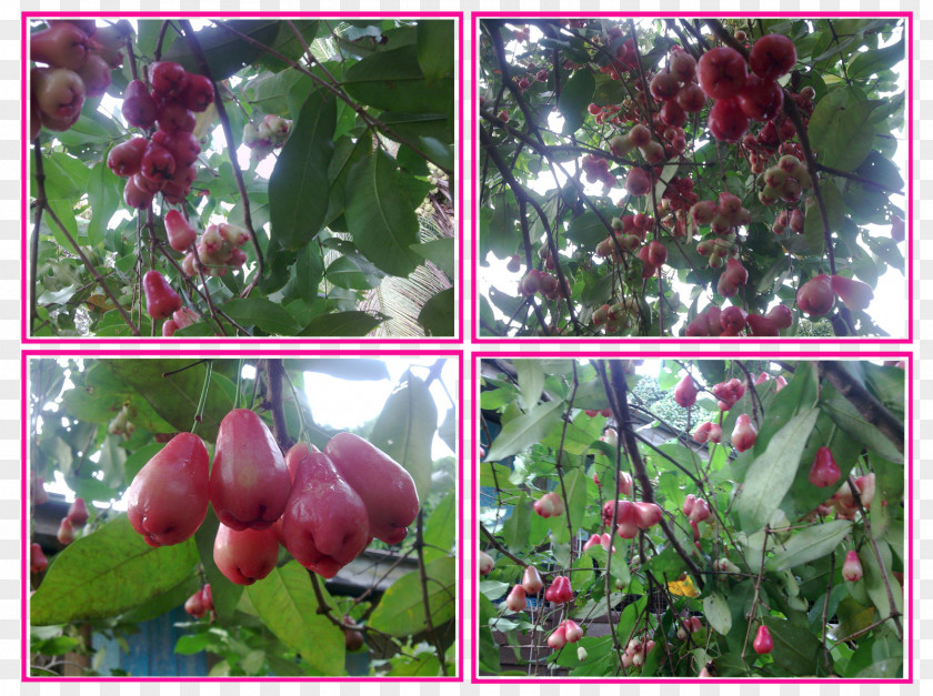 Pokok Malay Apple Subshrub Syzygium PNG