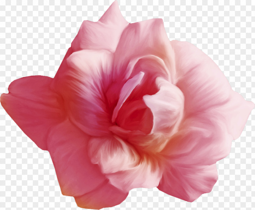 Rosemallows Petal Cut Flowers Photography Garden Roses PNG