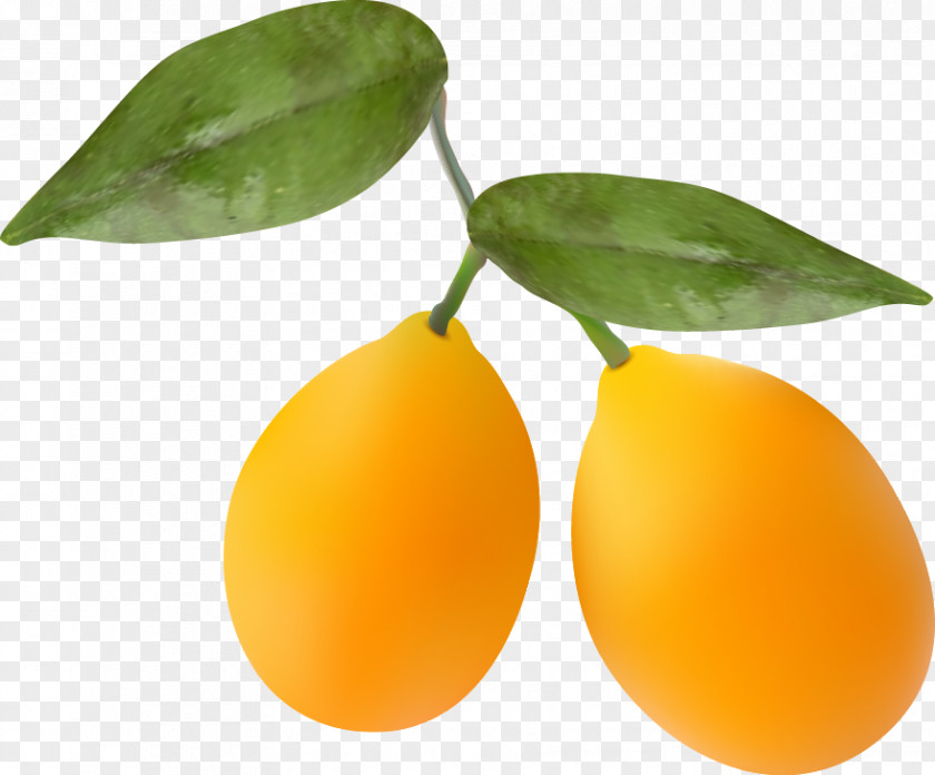 Vector Orange Kumquat PNG