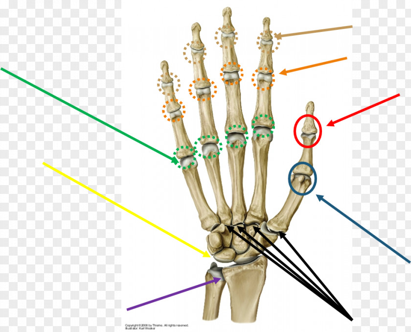 Joint Prometheus LernAtlas Der Anatomie Metacarpophalangeal Anatomy Finger PNG