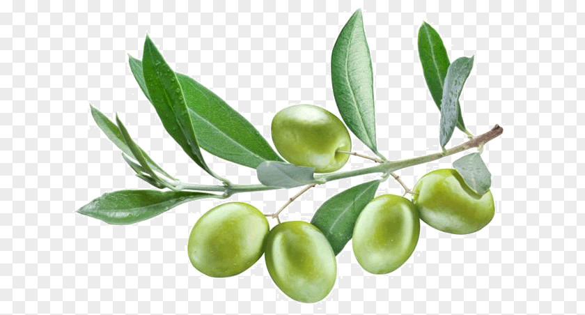 Olive Branch Stock Photography Leaf Oil PNG