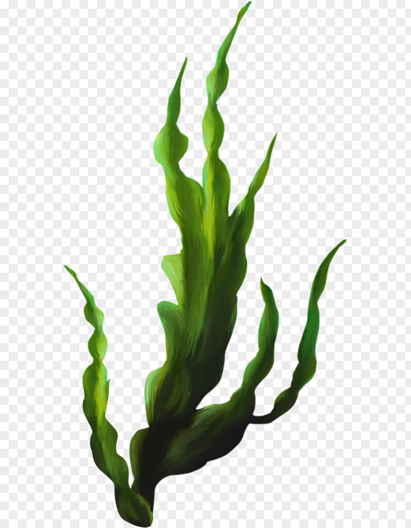 Seaweed Kelp Clip Art PNG