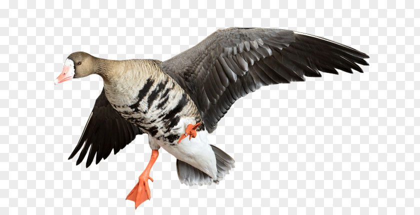 Specklebelly Goose Duck Fauna Beak Feather PNG