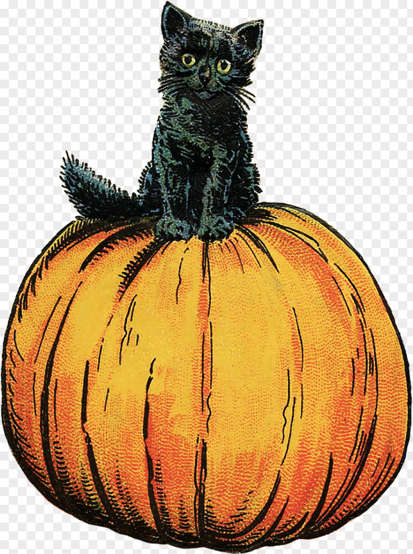 Cat Thackery Binx Whiskers Winifred Sanderson Mary PNG