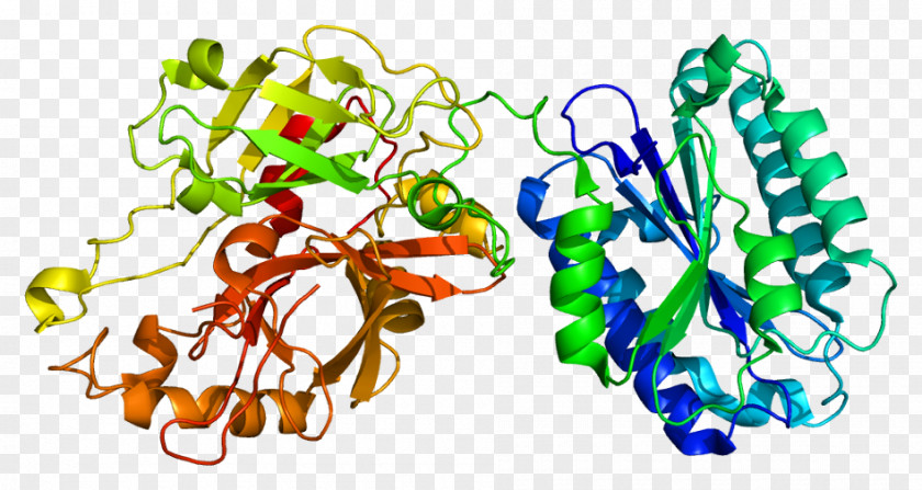 Complement Component 2 System 4 Classical Pathway Gene PNG