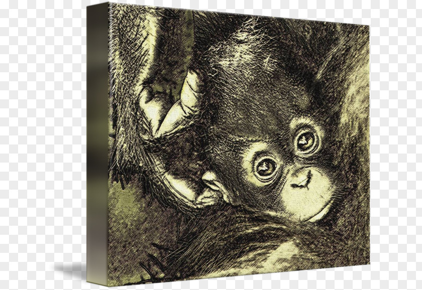 Gorilla Chimpanzee Picture Frames Snout Wildlife PNG