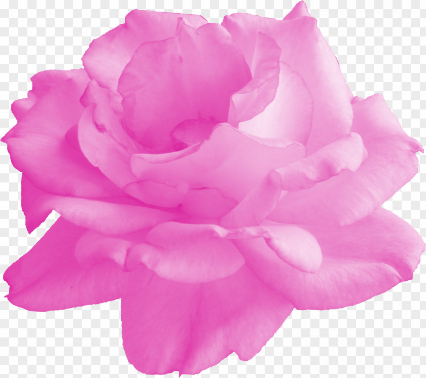 Pink Rose Garden Roses Cabbage Floribunda Cut Flowers Petal PNG