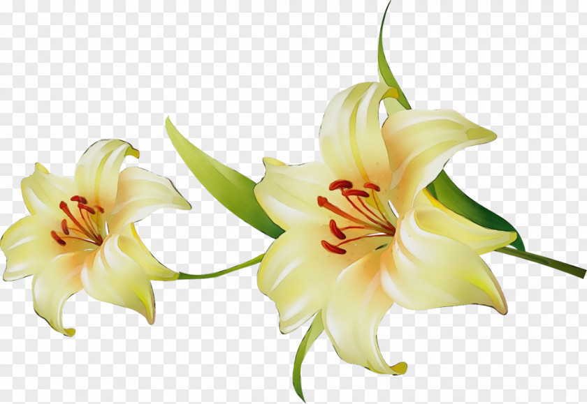 Amaryllis Plant Stem Cut Flowers Jersey Lily Petal PNG