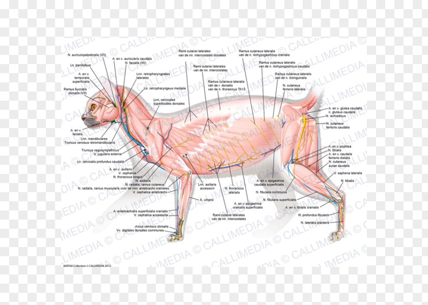 Cat Muscle Human Body Carnivora Muscular System PNG