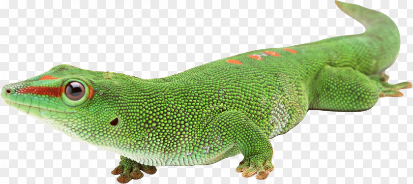 Chameleon Lizard Reptile Computer Graphics PNG