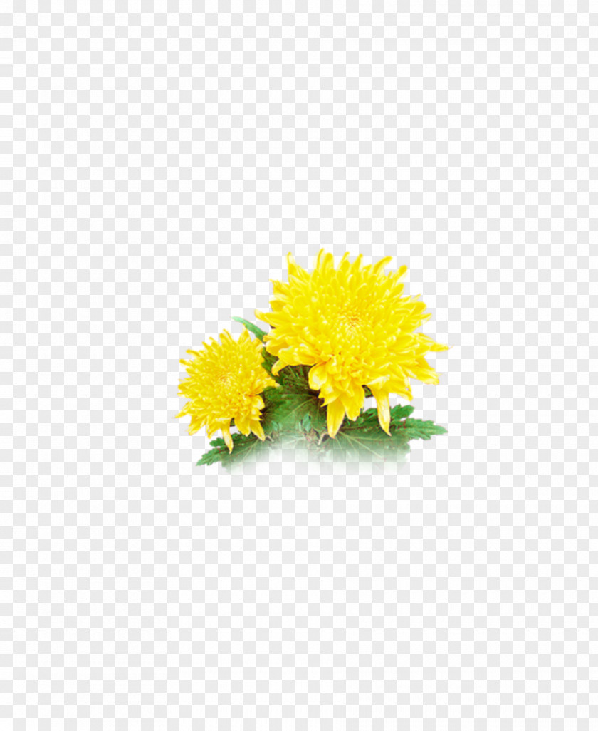 Chrysanthemum Transvaal Daisy Cut Flowers Common Sunflower Floral Design PNG