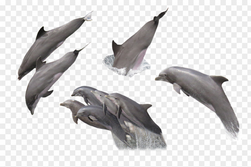 Collection Of Various Dolphin Common Bottlenose PNG