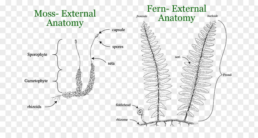 Ferns And Horsetails Plant Anatomy Reptile Turtle Moss PNG