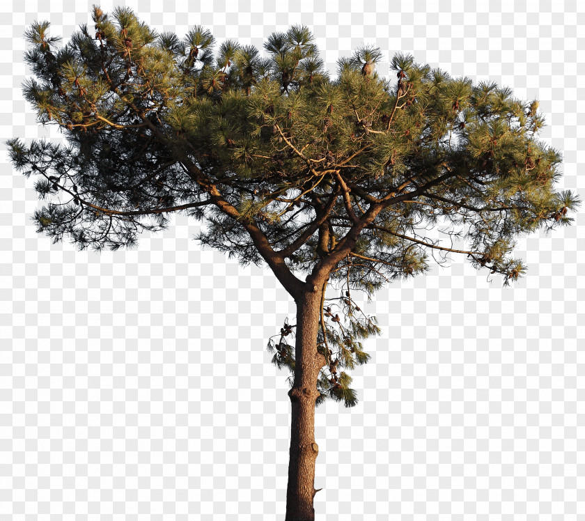 Free Trees Pull Element Charente-Maritime Tree Computer File PNG