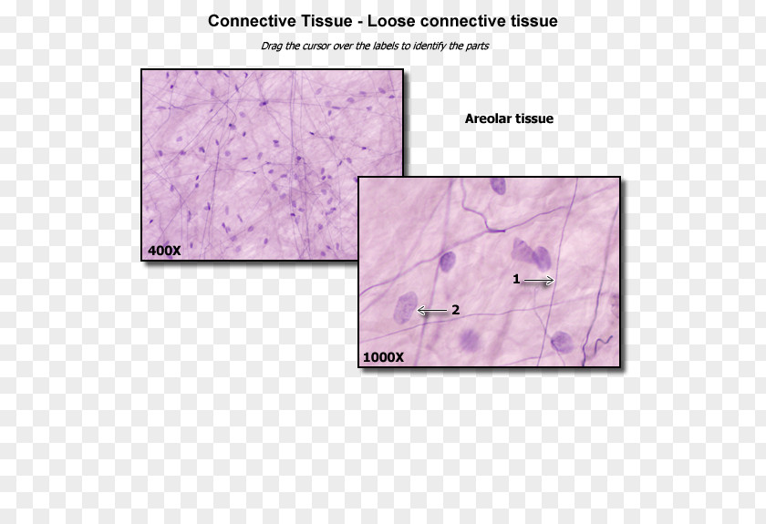 Loose Connective Tissue Anatomy Dense PNG