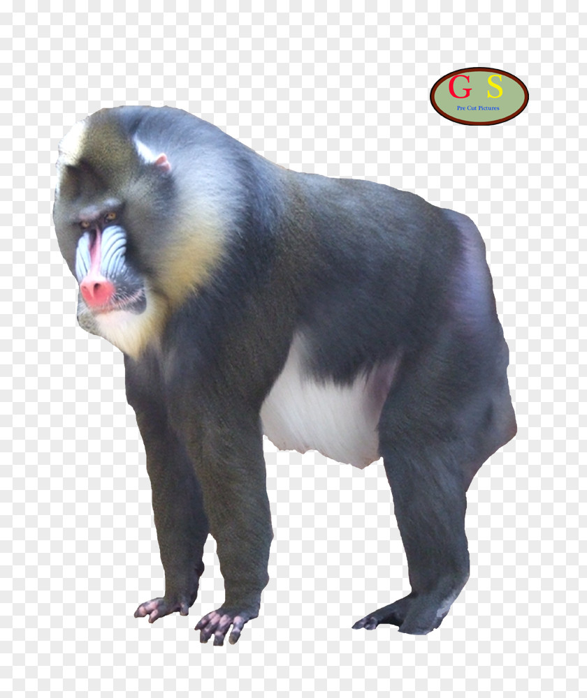 Monkey Mandrill Primate Mammal Cercopithecidae PNG