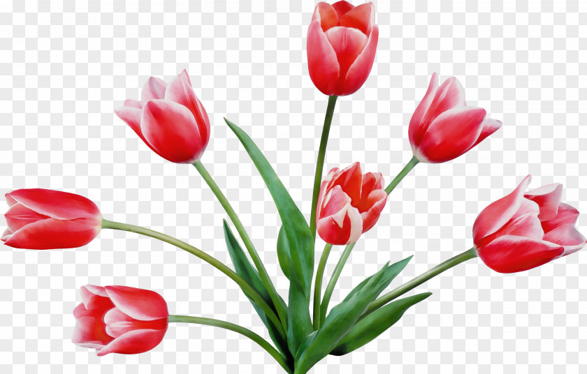 Artificial Flower Bud PNG