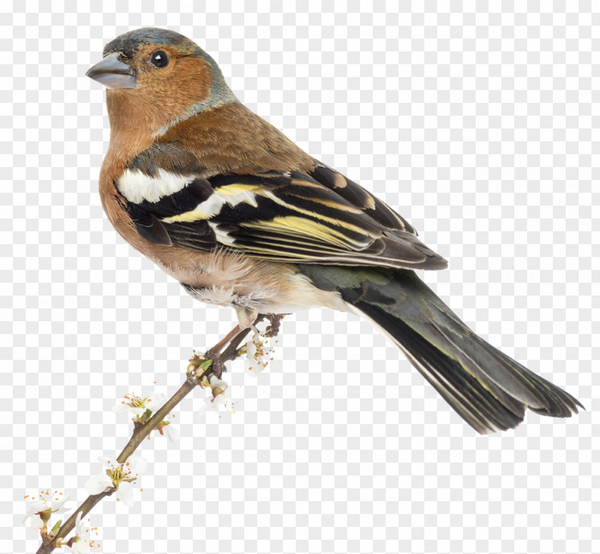 Bird Brambling House Sparrow Finches Common Chaffinch PNG