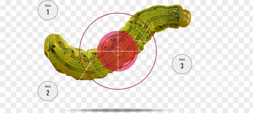 Butterfly Vegetable Pest Fruit PNG