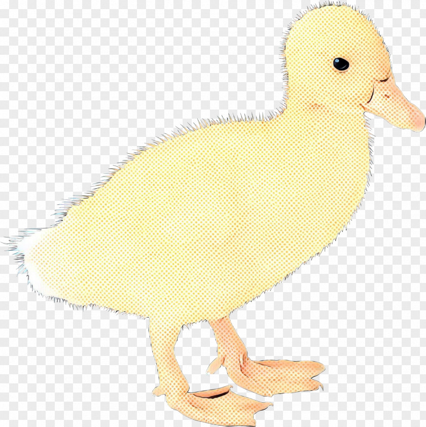 Duck Goose Fauna Beak Feather PNG
