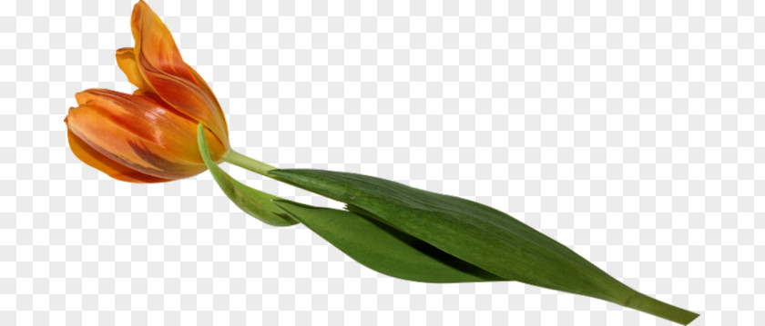 Lakeside The Tulip: Story Of A Flower That Has Made Men Mad Plant Liliaceae PNG
