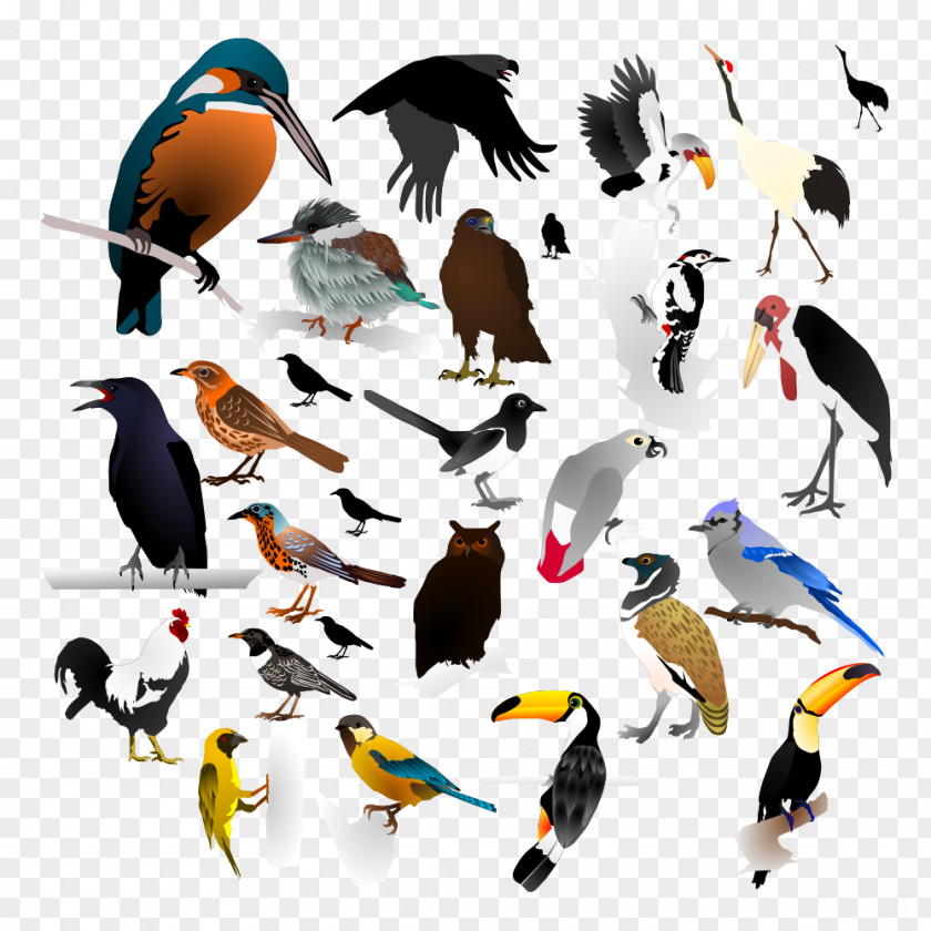 The Birds PNG