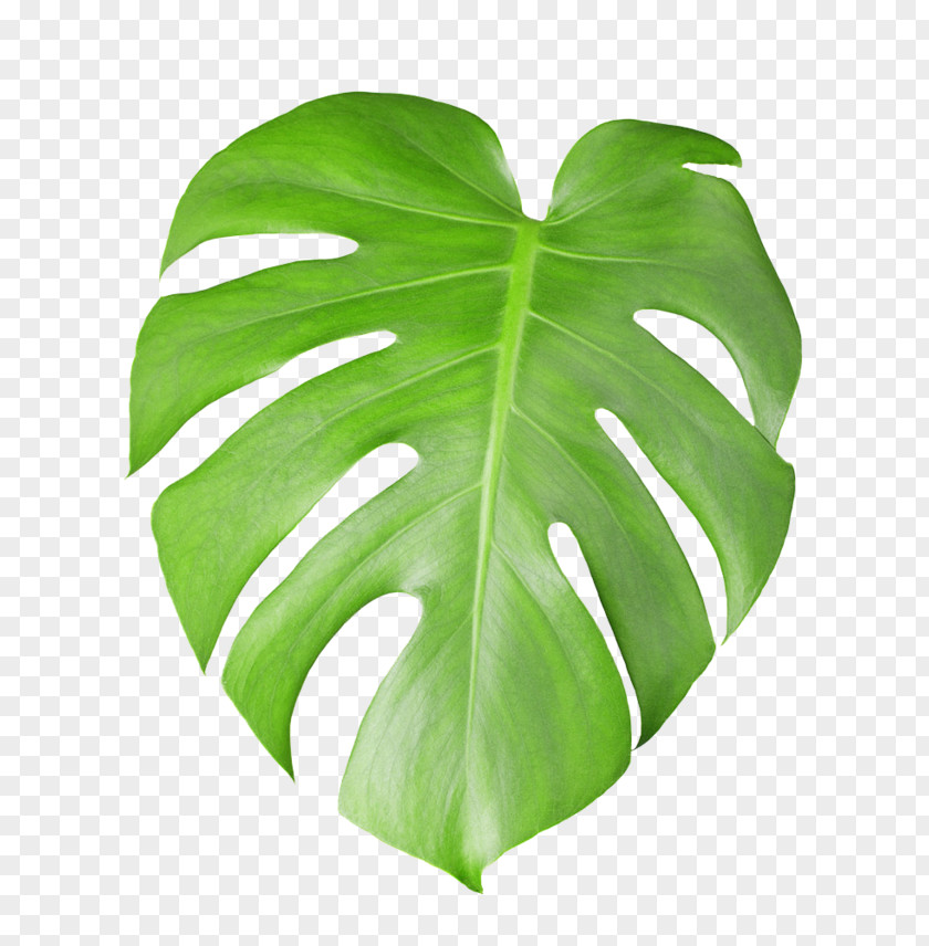 Tropical Plant Leaves Swiss Cheese Stock Photography Leaf PNG