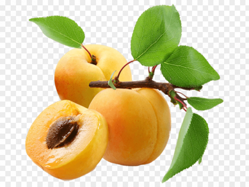 Apricot Clip Art Peach Image PNG