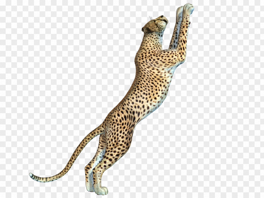 Free Cheetah Pull Swoop Leopard Felinae PNG
