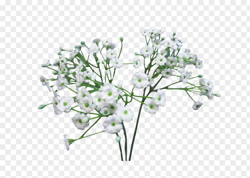 Baby Breath Flower Bouquet Baby's-breath Infant Artificial PNG