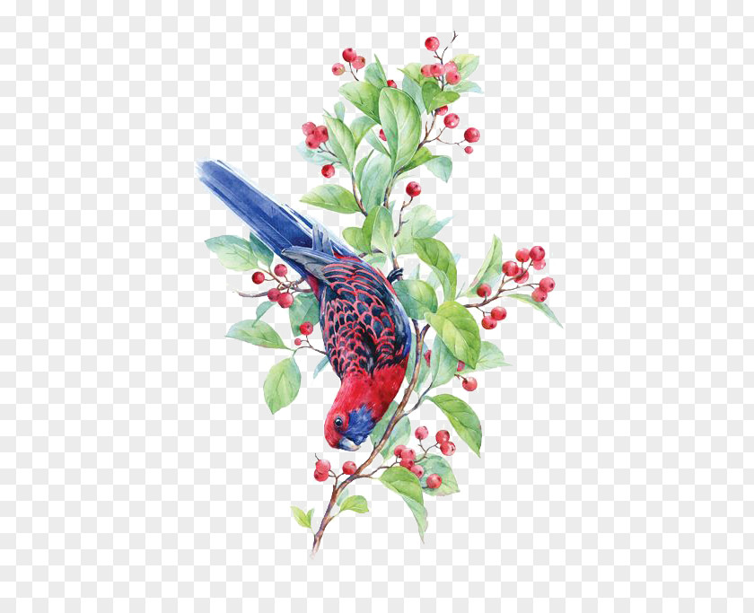 Birds Bird Crimson Rosella Watercolor Painting Illustration PNG