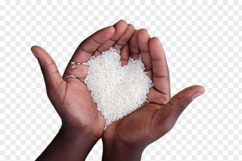 Holding Rice Seductions Of Rice: A Cookbook Sona Masuri Oryza Sativa Basmati PNG