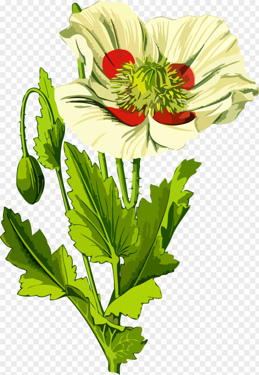 Medicinal Herbs Opium Poppy Plant Seed Common PNG