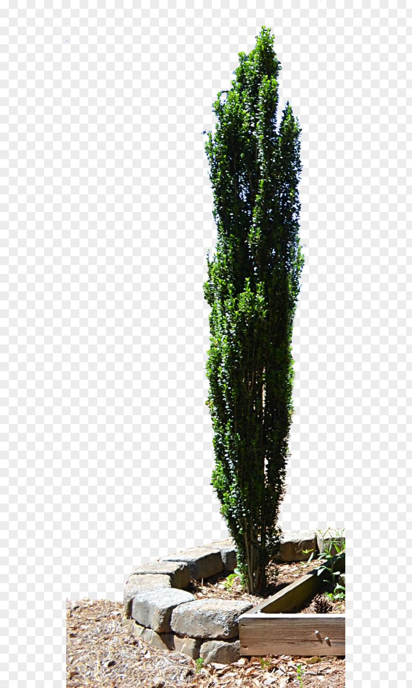 Tree Spruce Mediterranean Cypress Evergreen Planter PNG