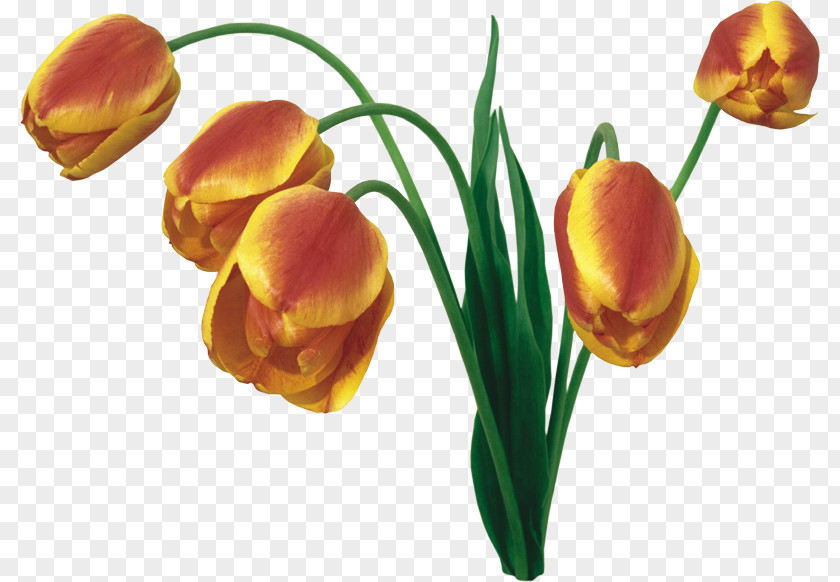 Tulip Display Resolution Cut Flowers Desktop Wallpaper Flower Bouquet PNG