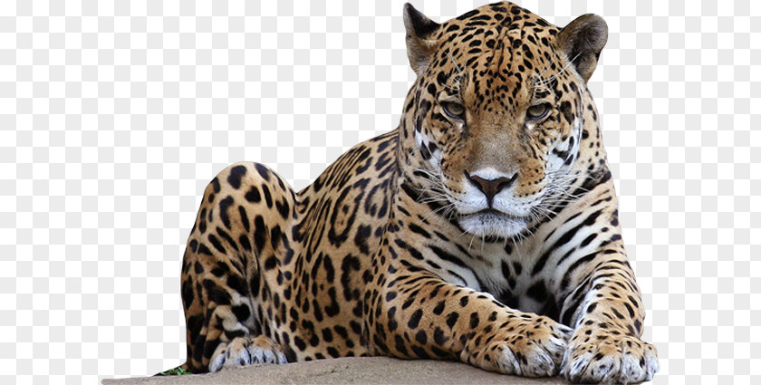 Amur Leopard Lion Jaguar PNG